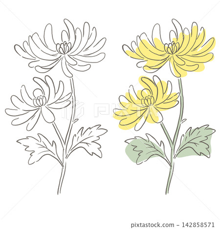 Chrysanthemum illustrations: line art and color set, hand-drawn style botanical material. Chrysanthemum illustrations: line art and color set, hand-drawn style botanical material. 142858571