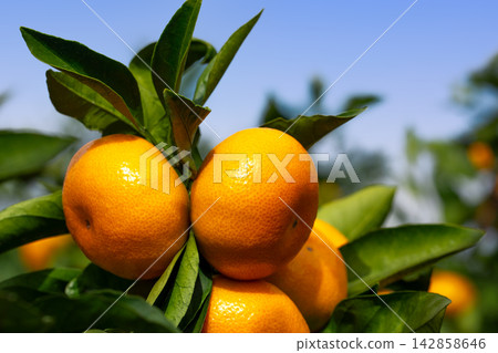 Orange garden Orange garden 142858646