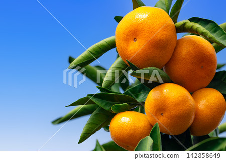 Orange garden Orange garden 142858649