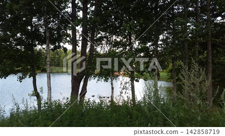 Calm Forest Lake Viewed Through Dark Tree Trunks Calm Forest Lake Viewed Through Dark Tree Trunks 142858719