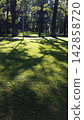 Sunlit Green Lawn in the Park with Tree Shadows 142858720