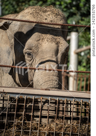 A close-up photograph of a young elephant viewed through a metal grid enclosure 142858766