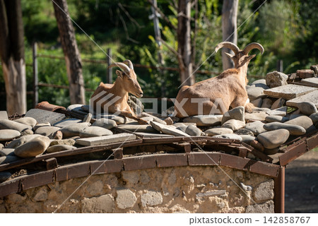 Two wild goats resting on a rustic stone roof in a tranquil Two wild goats resting on a rustic stone roof in a tranquil 142858767