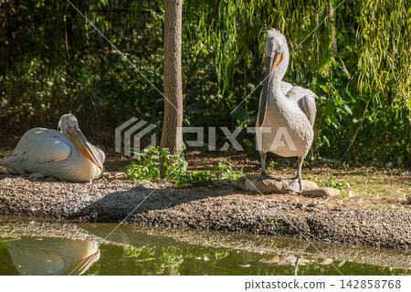 Two pelicans in a natural sunlit environment by a body of murky green water Two pelicans in a natural sunlit environment by a body of murky green water 142858768