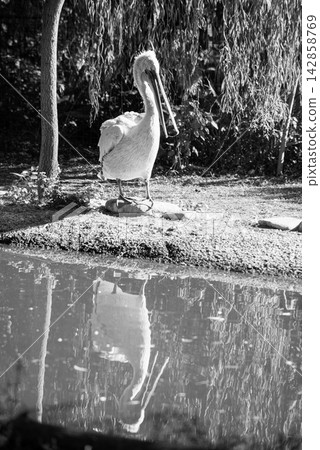 A solitary pelican standing on a gravelly bank beside a tranquil water body A solitary pelican standing on a gravelly bank beside a tranquil water body 142858769