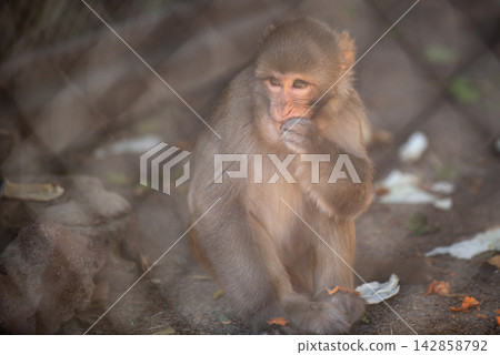 A close-up photograph featuring a curious young monkey sitting on the ground with soft brown fur A close-up photograph featuring a curious young monkey sitting on the ground with soft brown fur 142858792
