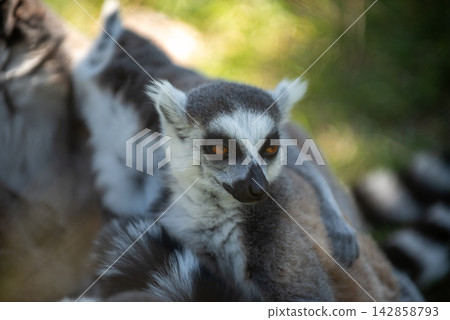 A close-up photograph featuring a ring-tailed lemur in a natural outdoor setting A close-up photograph featuring a ring-tailed lemur in a natural outdoor setting 142858793