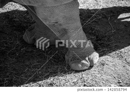 A detailed black and white photograph of a rhinoceros's lower legs and feet standing on dry earth with scattered grass or hay 142858794
