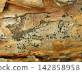 Peeling Weathered Tree Bark With Lichen and Fungal Spots 142858958