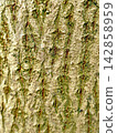 Close Up Texture of Weathered Green Tree Bark Pattern 142858959