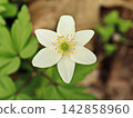 White Wood Anemone Flower With Yellow Center in Spring Forest 142858960