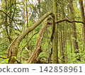 Tangled Broken Tree Branches Leaning in Dense Green Forest 142858961