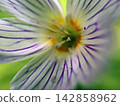 Macro Close Up of Purple Striped Flower Petals and Stamens 142858962
