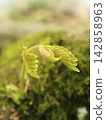 Unfurling Spring Frond Curled Green Sprout Macro Close Up 142858963