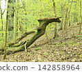 Fallen Oak Tree Trunk in Sunlit Green Spring Forest 142858964