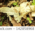 Dried Maple Leaf Decomposing on Forest Floor Among Seedlings 142858968