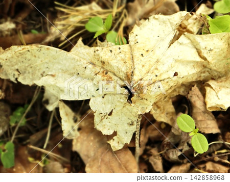 Dried Maple Leaf Decomposing on Forest Floor Among Seedlings Dried Maple Leaf Decomposing on Forest Floor Among Seedlings 142858968