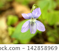 Purple Wood Violet Flower Blooming in Spring Forest Close Up 142858969