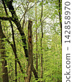 Dead Standing Tree Trunk with Woodpecker Holes in Green Forest 142858970