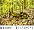 Weathered Fallen Tree Trunks on Leaf Covered Forest Slope 142858971