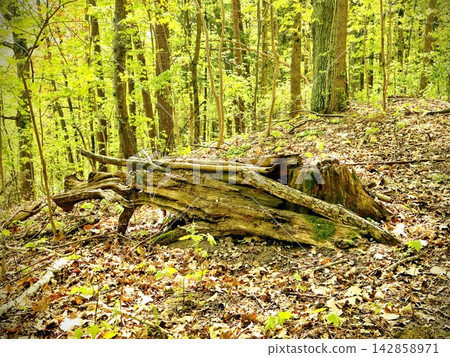 Weathered Fallen Tree Trunks on Leaf Covered Forest Slope Weathered Fallen Tree Trunks on Leaf Covered Forest Slope 142858971
