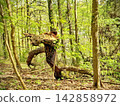 Broken Oak Stump with Curved Roots in Bright Spring Woods 142858972