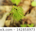 Star-Shaped Moss Sporophyte Capsules in Macro Detail View 142858973