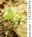 Young Green Seedling Sprouting Beside Dried Leaf on Ground 142858974