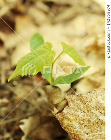 Young Green Seedling Sprouting Beside Dried Leaf on Ground Young Green Seedling Sprouting Beside Dried Leaf on Ground 142858974