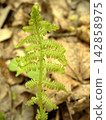 Young Green Fern Frond Emerging in Spring Forest Macro Detail 142858975