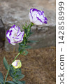 Two opened white eustoma blossoms with violet borders on a single stem with leaves and buds 142858999