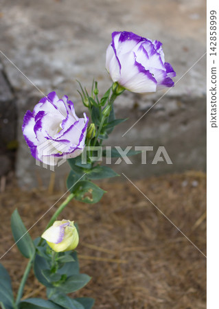 Two opened white eustoma blossoms with violet borders on a single stem with leaves and buds Two opened white eustoma blossoms with violet borders on a single stem with leaves and buds 142858999