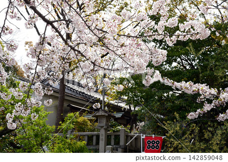 Cherry blossoms blooming at Sanko Shrine Cherry blossoms blooming at Sanko Shrine 142859048