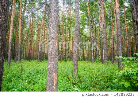 Pine and birch forest in Siberia during summer. Dense green vegetation and tall trees represent natural taiga ecosystem and wilderness landscape 142859222