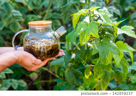 Hands holding glass teapot with raspberry leaf tea beside garden plant. Homemade herbal infusion represents using garden leaves for natural drinks Hands holding glass teapot with raspberry leaf tea beside garden plant. Homemade herbal infusion represents using garden leaves for natural drinks 142859237