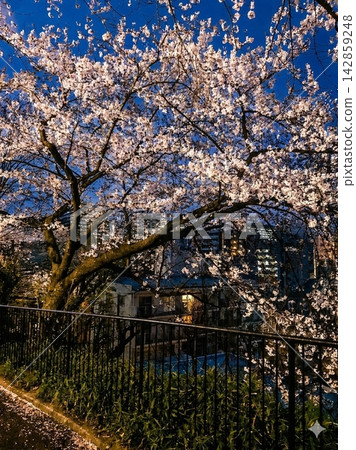 盛開的櫻花在夜幕下顯得格外醒目,與靛藍色的夜空交相輝映。 盛開的櫻花在夜幕下顯得格外醒目,與靛藍色的夜空交相輝映。 142859248