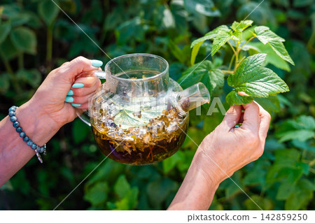 Woman adding fresh raspberry leaf to herbal tea in glass teapot. Preparing homemade infusion represents using garden plants for traditional herbal drinks Woman adding fresh raspberry leaf to herbal tea in glass teapot. Preparing homemade infusion represents using garden plants for traditional herbal drinks 142859250