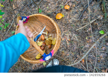 Person collecting Suillus mushrooms in wicker basket while foraging in pine forest. Mushroom picking represents seasonal harvest and gathering food from nature Person collecting Suillus mushrooms in wicker basket while foraging in pine forest. Mushroom picking represents seasonal harvest and gathering food from nature 142859268