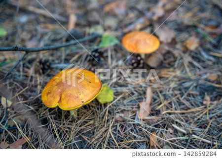 Suillus mushrooms growing among pine needles on forest floor. Wild boletes represent mushroom season, foraging and autumn forest ecosystem Suillus mushrooms growing among pine needles on forest floor. Wild boletes represent mushroom season, foraging and autumn forest ecosystem 142859284