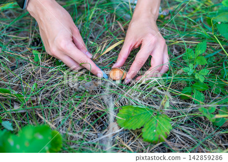 Hands cutting Suillus mushroom with knife while foraging in forest. Careful mushroom picking represents seasonal harvesting and gathering wild food from nature Hands cutting Suillus mushroom with knife while foraging in forest. Careful mushroom picking represents seasonal harvesting and gathering wild food from nature 142859286