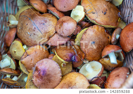 Freshly picked Suillus mushrooms filling wicker basket in close up. Abundant wild mushroom harvest represents seasonal foraging and natural food gathering Freshly picked Suillus mushrooms filling wicker basket in close up. Abundant wild mushroom harvest represents seasonal foraging and natural food gathering 142859288