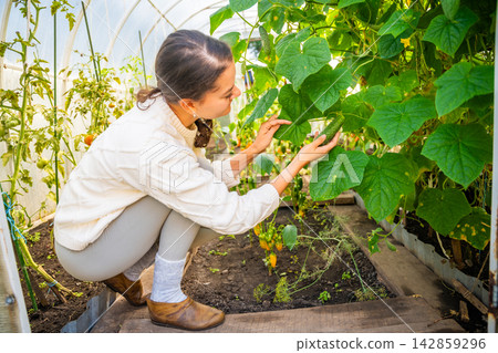 Millennial woman harvesting cucumber in home greenhouse. Growing her own food represents sustainable lifestyle, self sufficiency and modern return to home gardening 142859296