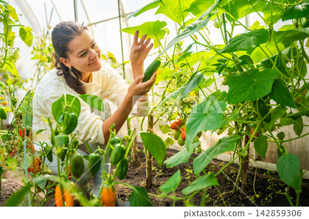 Millennial woman harvesting cucumber in home greenhouse. Growing her own food represents sustainable lifestyle, self sufficiency and modern return to home gardening Millennial woman harvesting cucumber in home greenhouse. Growing her own food represents sustainable lifestyle, self sufficiency and modern return to home gardening 142859306