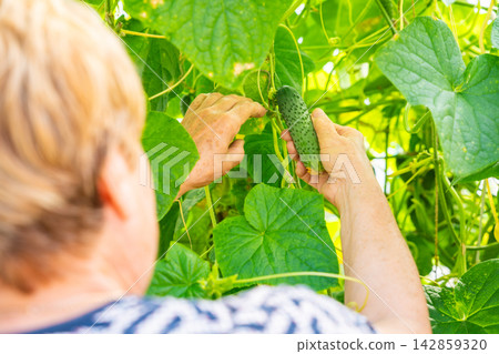 Senior woman hands harvesting cucumber from vine in home greenhouse. Growing food represents active aging, gardening tradition and self sufficient lifestyle Senior woman hands harvesting cucumber from vine in home greenhouse. Growing food represents active aging, gardening tradition and self sufficient lifestyle 142859320