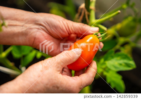 Senior woman hands picking ripe tomato from plant in home greenhouse. Growing food represents active aging, gardening tradition and connection with nature Senior woman hands picking ripe tomato from plant in home greenhouse. Growing food represents active aging, gardening tradition and connection with nature 142859339