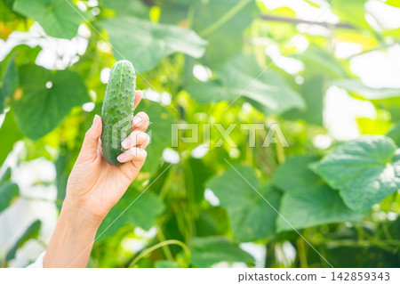 Hand holding freshly picked cucumber in greenhouse garden. Homegrown vegetable harvest represents organic food, healthy nutrition and sustainable gardening Hand holding freshly picked cucumber in greenhouse garden. Homegrown vegetable harvest represents organic food, healthy nutrition and sustainable gardening 142859343