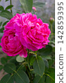 Large fully opened bright pink garden rose blossom on a green branch with leaves 142859395