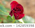 Close up view of a blooming crimson rose bud with unfurling petals in a garden 142859398