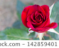 Top view close up of a vibrant red rose flower opening in a backyard garden during summer 142859401