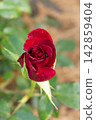 Blooming dark red rose flower bud on a plant stem surrounded by green leaves outdoors 142859404